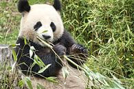 Reuzenpanda die bamboe eet. De bedreigde beer uit Azië met zwarte van Martin Köbsch thumbnail