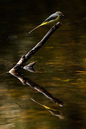 Grote gele kwikstaart