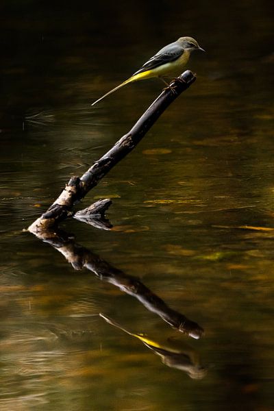 Greater yellow wagtail by Danny Slijfer Natuurfotografie