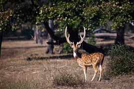 schöne gehörnte männliche Sika-Hirsche oder gefleckte Hirsche, ein kräftiges Tier von Michael Semenov