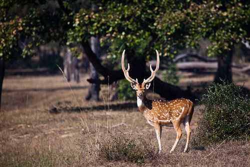 beautiful horned male sika deer or spotted deer, a powerful beast