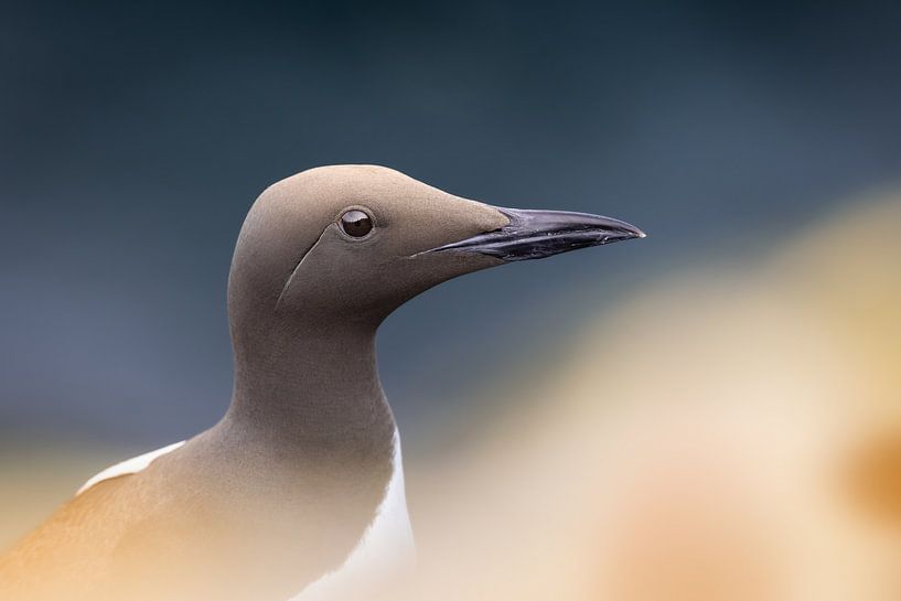 Guillemot peaks above the grass against the backdrop of a deep blue sea by Dennis van Hof