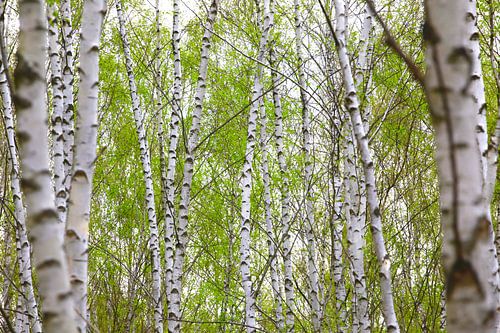 Birch