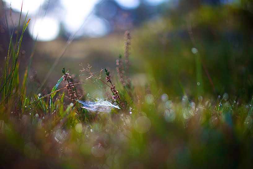 The web by Chris Gerrist