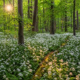 Abendlicht im Bärlauchwald von Daniela Beyer