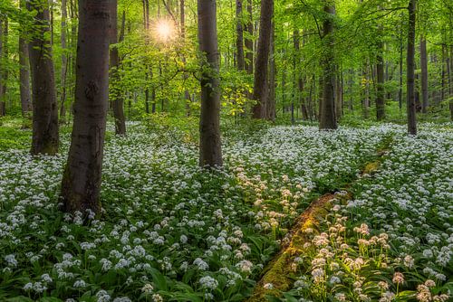 Abendlicht im Bärlauchwald von Daniela Beyer