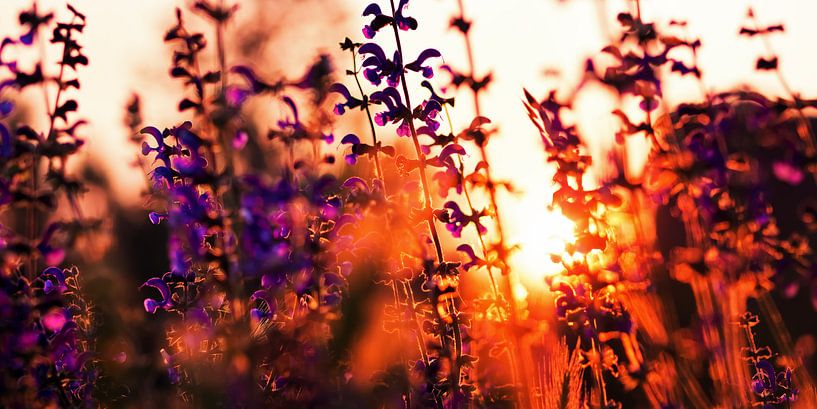 Lavendel im Sonnenuntergang van Alexander Voss