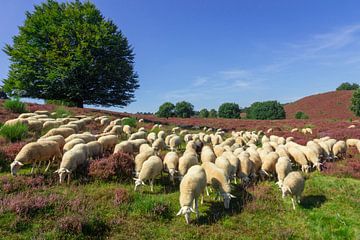 Moutons dans les landes sur Michel van Kooten