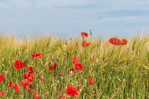 Mohnblumen