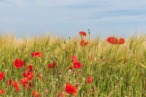 Klaproos van Flachsfotografie