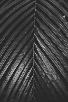 Kunst Botanischetuinen zwartwit planten van Ken Tempelers