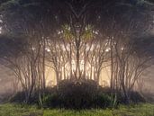 Symétrie des forêts par Marina de Wit Aperçu