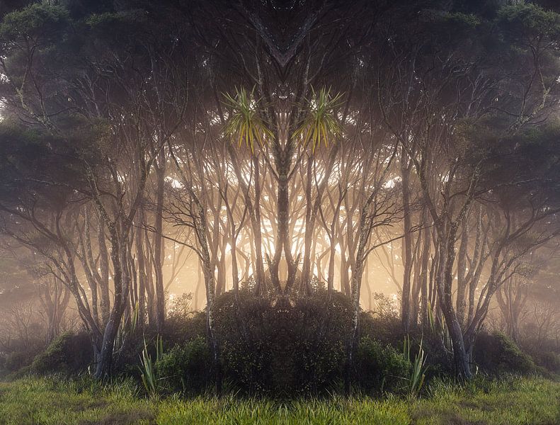 Symétrie des forêts par Marina de Wit