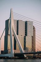 Rotterdam - Erasmus Bridge in the evening light (2)