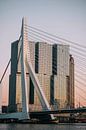 Rotterdam - Erasmus Bridge in the evening light (2) by Jordy Brada thumbnail