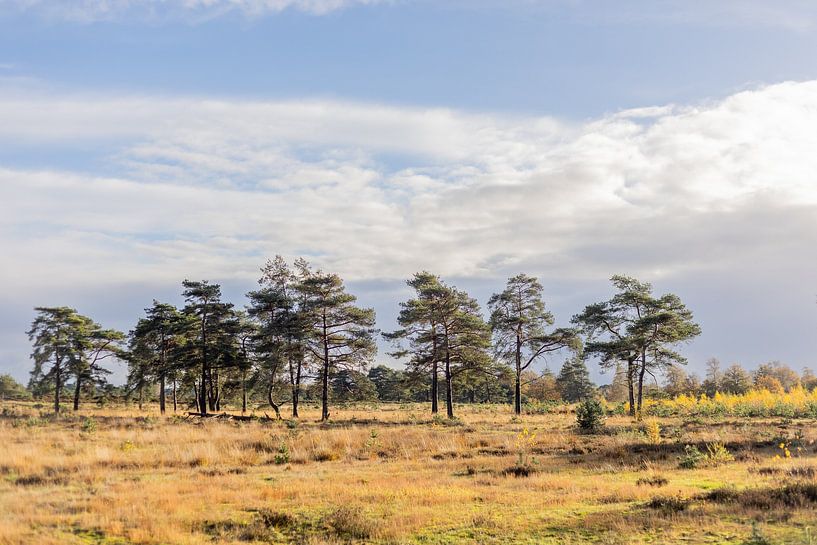Restbild Friesland 3 von Lydia
