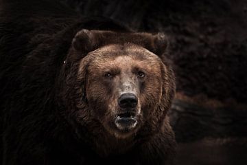 a darkened image, a star brown slightly perplexing beast looks out of the darkness with small eyes.  by Michael Semenov