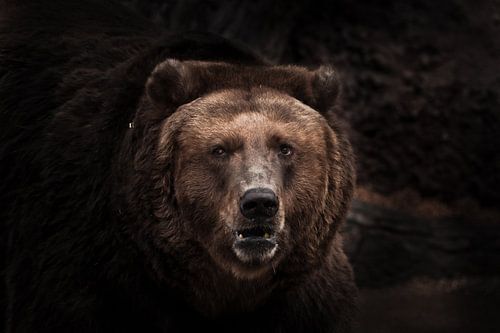a darkened image, a star brown slightly perplexing beast looks out of the darkness with small eyes.  by Michael Semenov