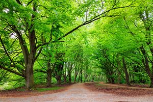 Amsterdamer Wald im Frühling