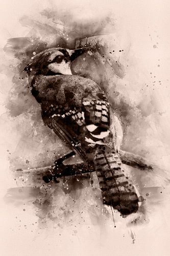 Blauwe Gaai, Aquarel van een vogel in zwart en creme
