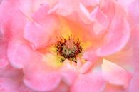 Roze pioenroos close up van Dennis van de Water thumbnail