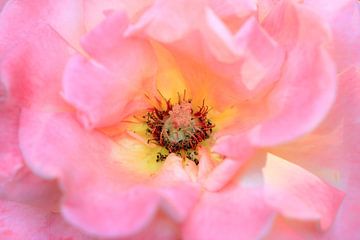 Roze pioenroos close up