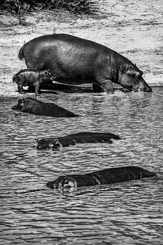 Hippos with cute baby hippo