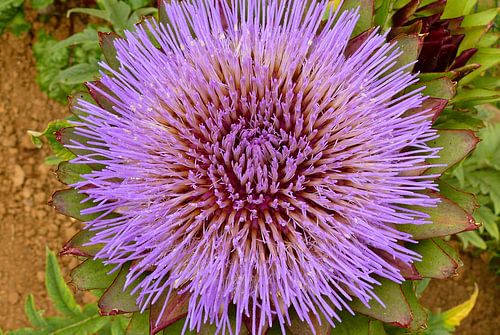 Die lila Blüte einer Artischocke im Schrebergarten stehend