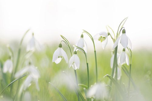 Frühlingsfrisch (Schneeglöckchen in einer hellen Umgebung)