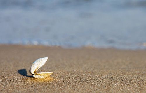 Open shell on beach