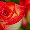 Red Blush Rose Macro with Water Doplets by Iris Holzer Richardson