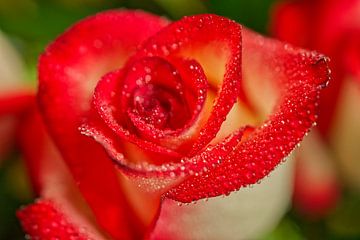 Red Blush Rose Macro with Water Doplets