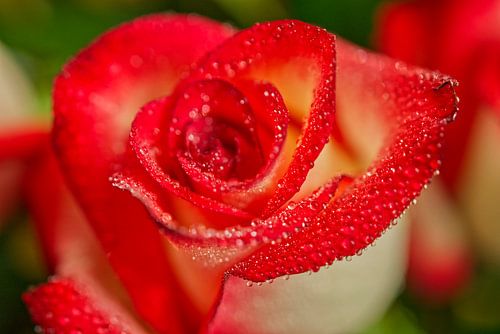 Macro rose rouge fard à joues avec des gouttes d'eau