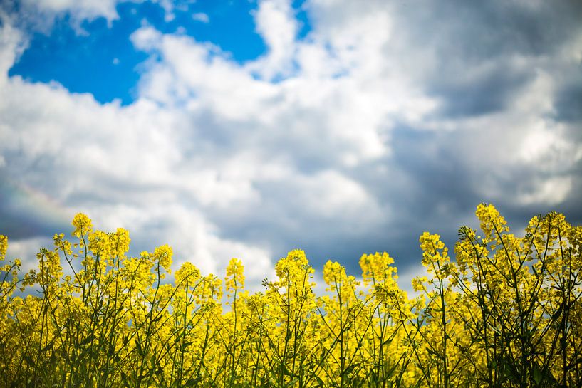 Yellow rapeseed field with blue sky in background by Margriet Hulsker