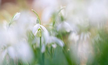 Sneeuwklokjes in lentesfeer van Henk Groenewoud