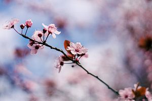 Cherry Blossom