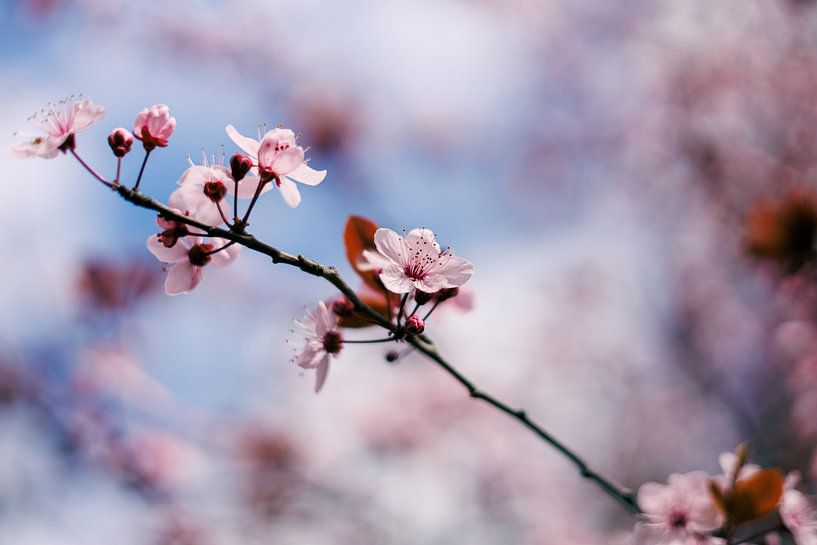 Cherry Blossom by Luis Emilio Villegas Amador