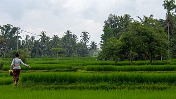 Fille dans les rizières