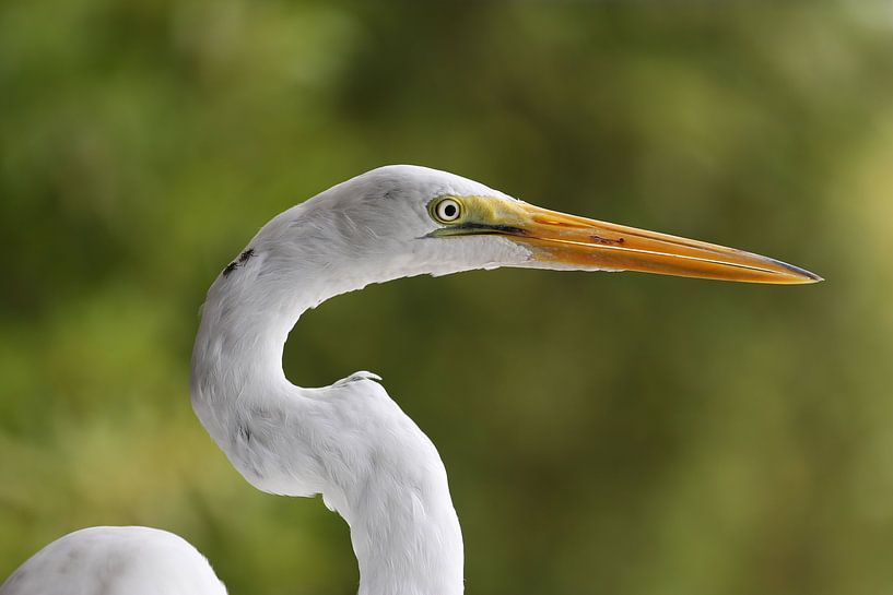 Zilverreiger by Linda Ubels