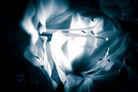 blue flower