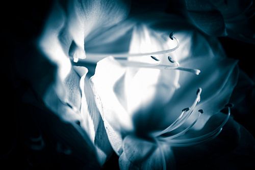 blaue Blume