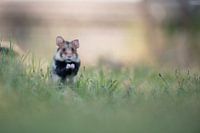 European field hamster