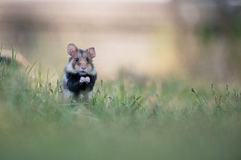Hamster des champs européen