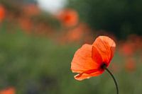 Lonely poppy