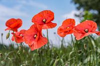Mohnblumen