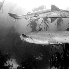 Prehistorische haaien in Zuid-Afrika van Filip Staes