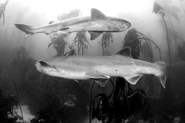 Prehistorische haaien in Zuid-Afrika