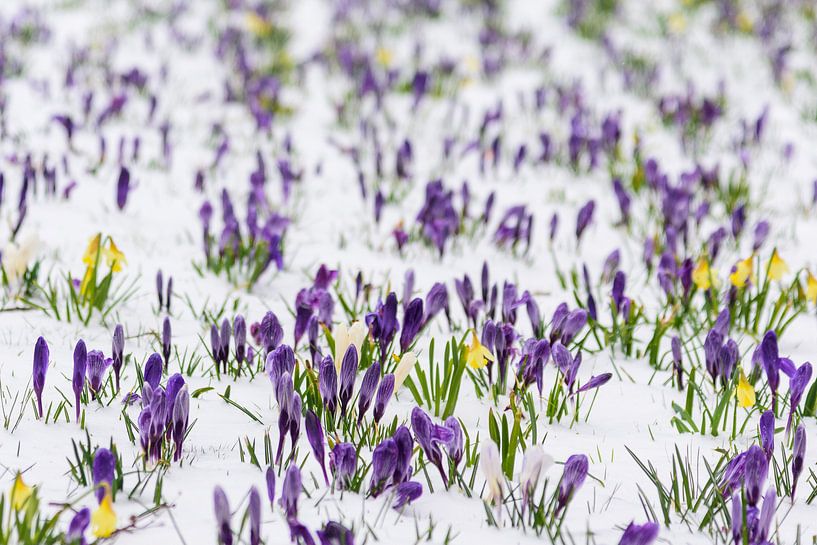 Bijna Lente par Jurgen Hermse