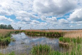 Dabie Meer Polen