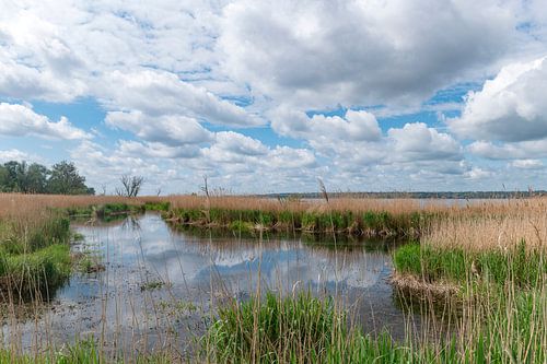 Dabie, lac de Pologne